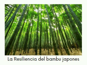 El Bambú Japonés
